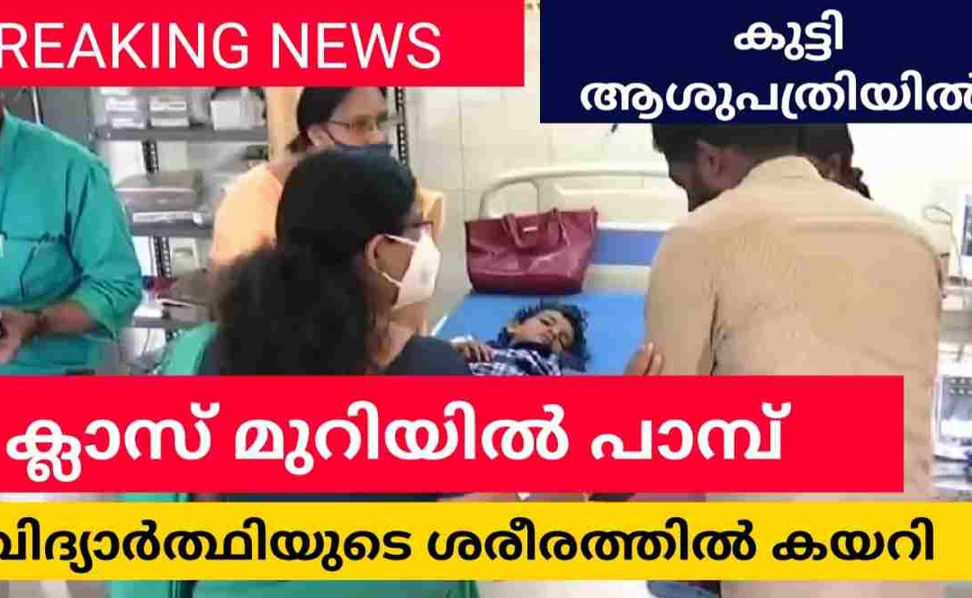 പാലക്കാട് മങ്കര ഗവ.ഹയർ സെക്കൻഡറി സ്കൂളിലെ നാലാം ക്ലാസിൽ വിഷപ്പാമ്പ്: വിദ്യാർത്ഥിനിയുടെ ശരീരത്തിലൂടെ കയറി