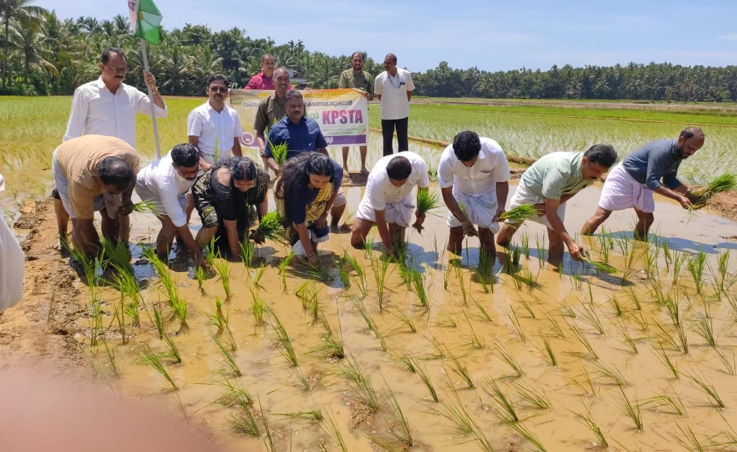 കെപിഎസ്ടിഎ സംസ്ഥാന സമ്മേളനത്തിന് ഭക്ഷണമൊരുക്കാൻ ജൈവ നെൽ കൃഷിയുമായി അധ്യാപകർ